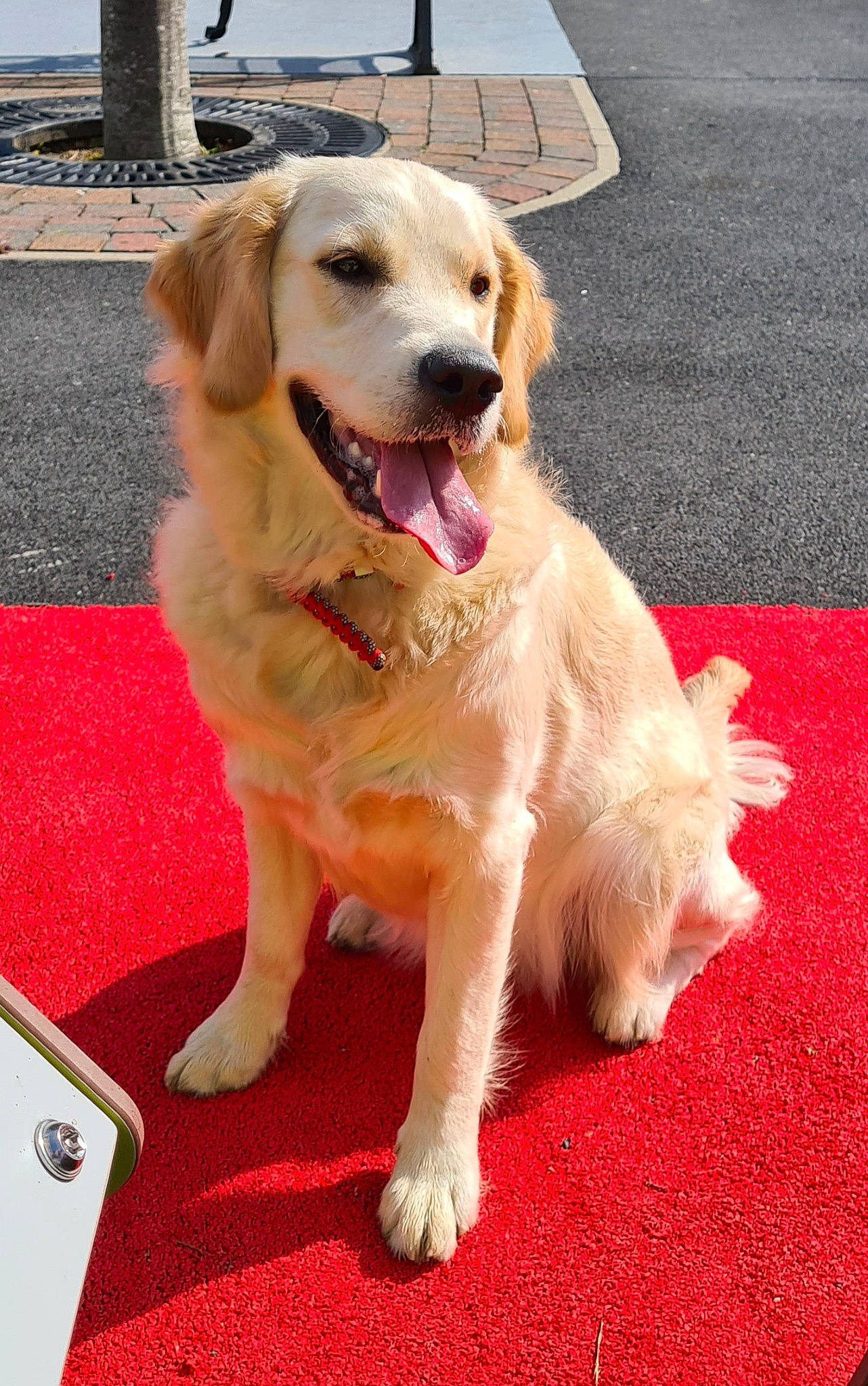 Raya a rejoint le concours — aidez-le/la à gagner de superbes lots ! canidae, carnivore, collar, companion_dog, dog, dog_breed, dog_supply, fawn, flooring, fur, golden_retriever, gun_dog, paw, pet_supply, plant, road_surface, tail, whiskers, working_animal, working_dog