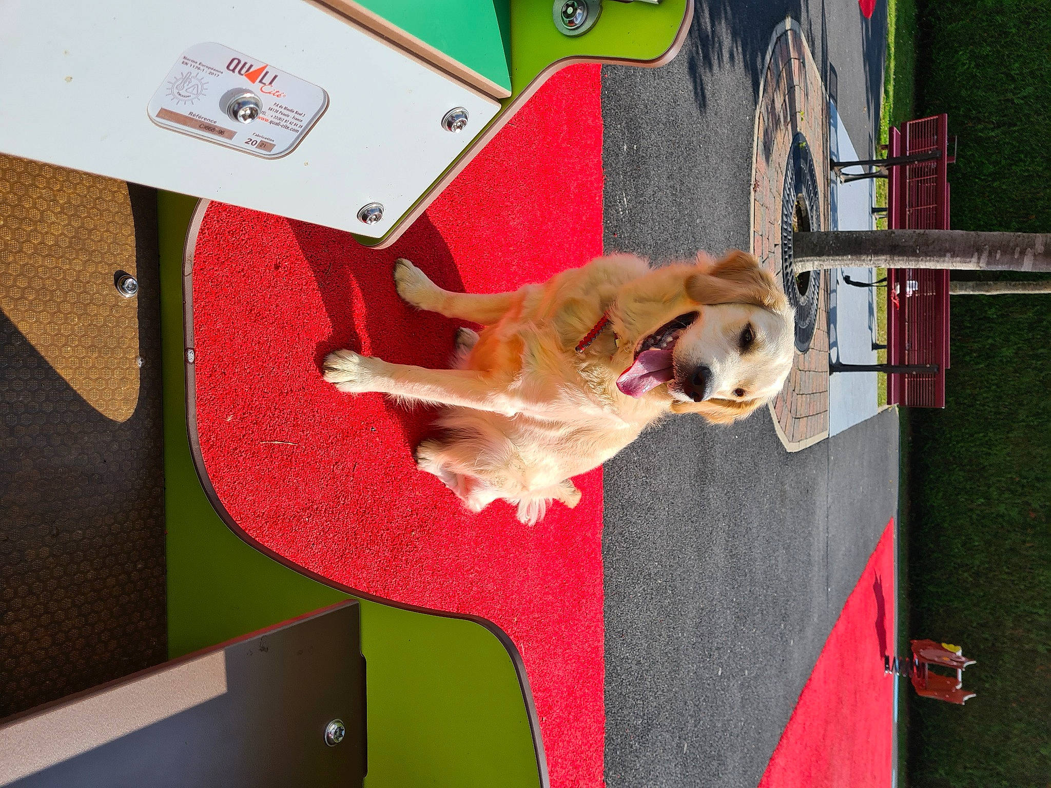 Raya participe au concours pour gagner de l'argent avec cette photo : canidae, carmine, carnivore, companion_dog, dog, dog_breed, dog_supply, fawn, flooring, fun, non_sporting_group, pet_supply, plant, room, sporting_group, tail