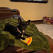 Margo joined the competition — help win amazing prizes! dog, black_dog, small_dog, plush_toy, pizza_toy, blanket, green_blanket, brown_couch, leather_couch, pet_bed, window_blind, indoor, living_room, floor_rug, resting_dog, collar, toy, furniture, relaxing, cozy