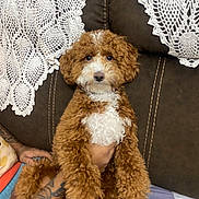 Appa is registered to the contest to win money with this photo: dog, puppy, doodle, poodle, brown_fur, white_fur, curly_fur, couch, doily, crochet_blanket, hand, tattoo, paws, sitting, indoor, upholstery, portrait, cute, pet, eyes