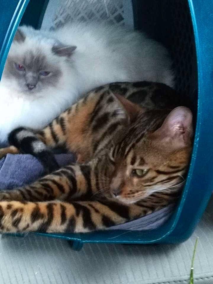 Jana a rejoint le concours — aidez-le/la à gagner de superbes lots ! american_shorthair, asian, carnivore, cat, domestic_short_haired_cat, dragon_li, european_shorthair, felidae, kitten, mammal, norwegian_forest_cat, small_to_medium_sized_cats, tabby_cat, vertebrate, whiskers