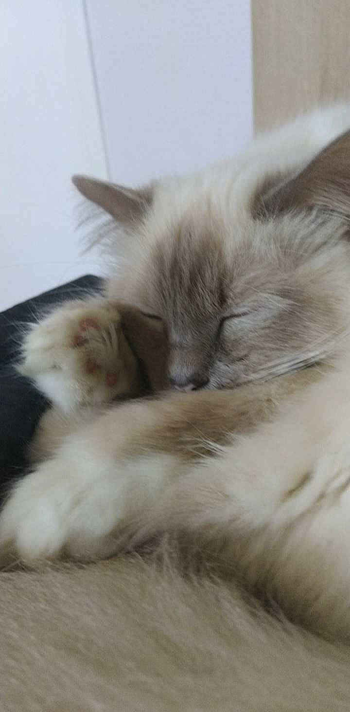 Jana a rejoint le concours — aidez-le/la à gagner de superbes lots ! asian_semi_longhair, balinese, birman, british_longhair, british_semi_longhair, carnivore, cat, domestic_long_haired_cat, ear, fawn, felidae, fur, kitten, mammal, norwegian_forest_cat, persian, ragamuffin, ragdoll, small_to_medium_sized_cats, whiskers