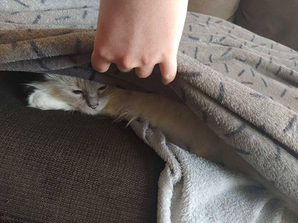 Jana participe au concours pour gagner de l'argent avec cette photo : carnivore, cat, claw, domestic_short_haired_cat, european_shorthair, fawn, felidae, finger, fur, hand, kitten, leg, nail, paw, singapura, small_to_medium_sized_cats, tail, whiskers