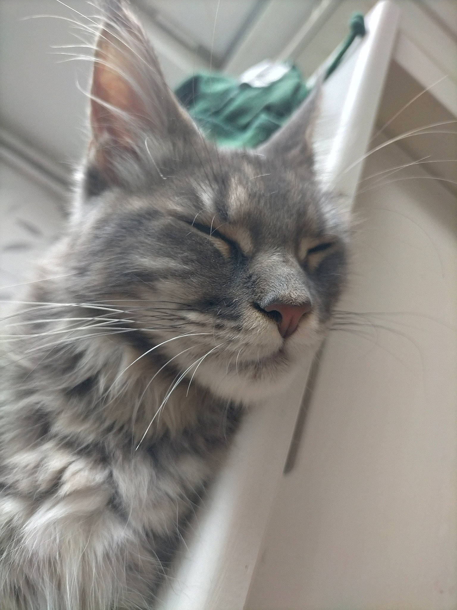 Ryena participe au concours pour gagner de l'argent avec cette photo : carnivore, cat, domestic_long_haired_cat, felidae, fur, kitten, maine_coon, mammal, norwegian_forest_cat, ragamuffin, siberian, small_to_medium_sized_cats, snout, tabby_cat, vertebrate, whiskers