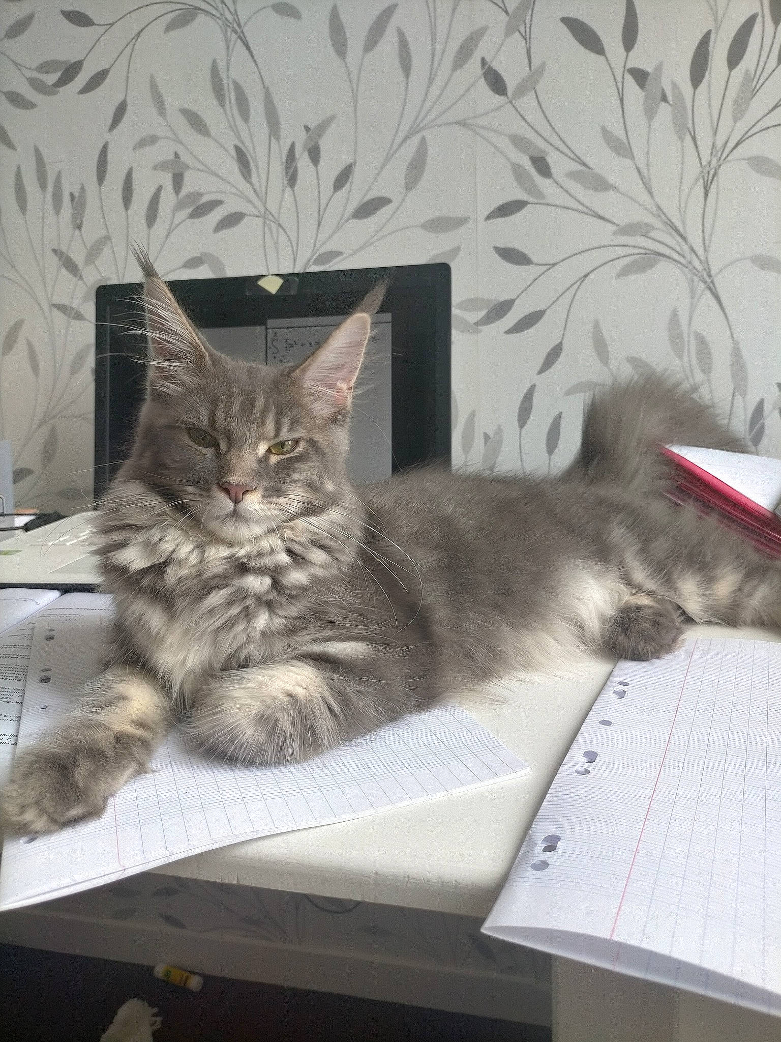 Ryena participe au concours pour gagner de l'argent avec cette photo : asian, british_semi_longhair, carnivore, cat, domestic_short_haired_cat, dragon_li, european_shorthair, felidae, kitten, maine_coon, mammal, nebelung, norwegian_forest_cat, ragamuffin, siberian, small_to_medium_sized_cats, tabby_cat, whiskers