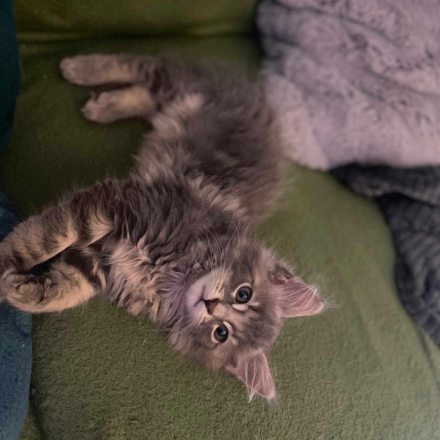 Smoky participe au concours pour gagner de l'argent avec cette photo : animal, baby, blanket, cat, couch, cushion, furniture, homedecor, kitten, manx, person, pet, quilt