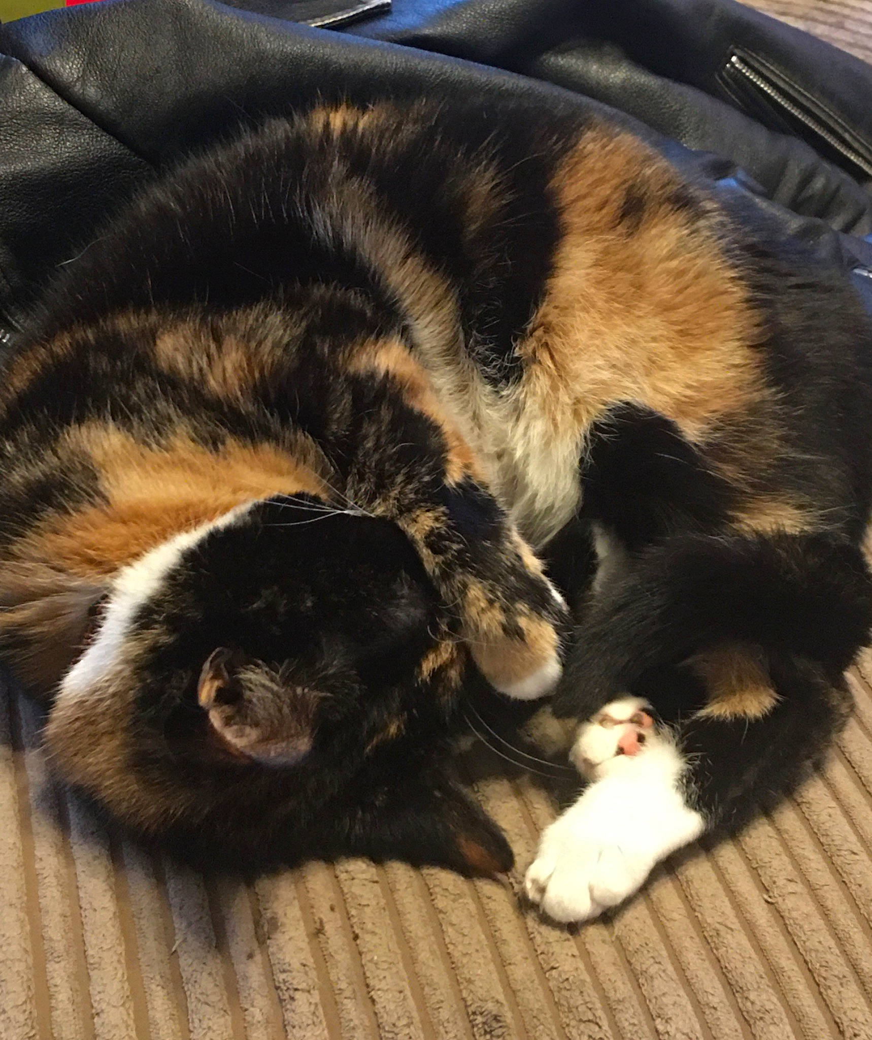 Klaws joined the competition — help win amazing prizes! canidae, carnivore, cat, claw, comfort, companion_dog, dog_breed, felidae, fur, hardwood, nap, paw, sleep, small_to_medium_sized_cats, snout, sporting_group, tail, terrestrial_animal, whiskers, wood