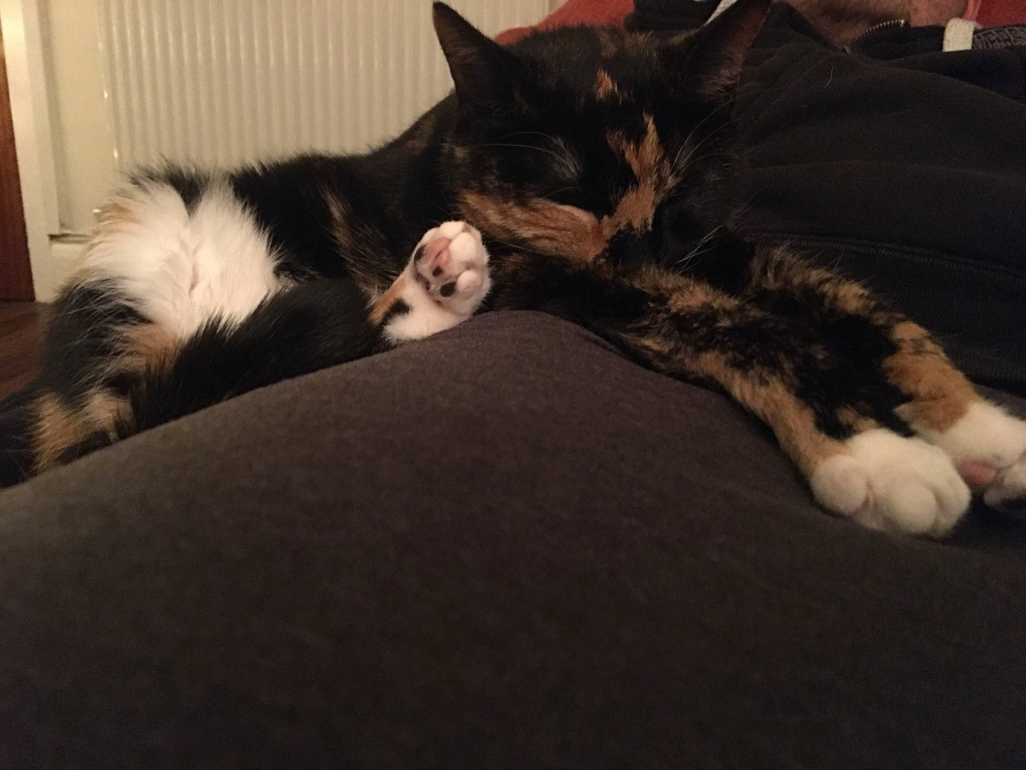 Klaws joined the competition — help win amazing prizes! bedding, carnivore, cat, comfort, domestic_short_haired_cat, felidae, flooring, fur, grey, linens, nap, paw, room, small_to_medium_sized_cats, snout, tail, terrestrial_animal, vertebrate, whiskers, wood