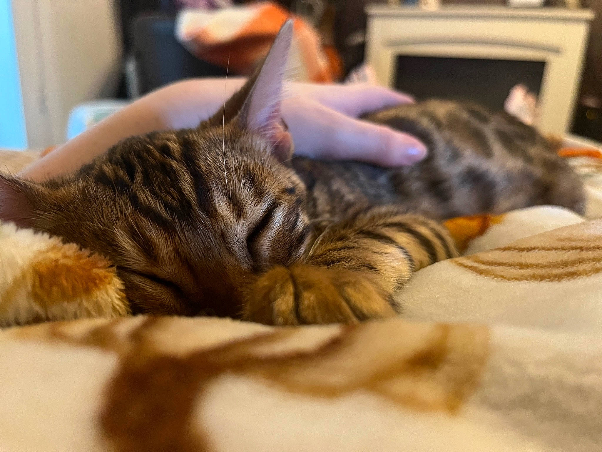 Orion joined the competition — help win amazing prizes! bed, carnivore, cat, claw, comfort, domestic_short_haired_cat, ear, felidae, fur, gesture, nap, paw, room, sleep, small_to_medium_sized_cats, vertebrate, whiskers, wildlife