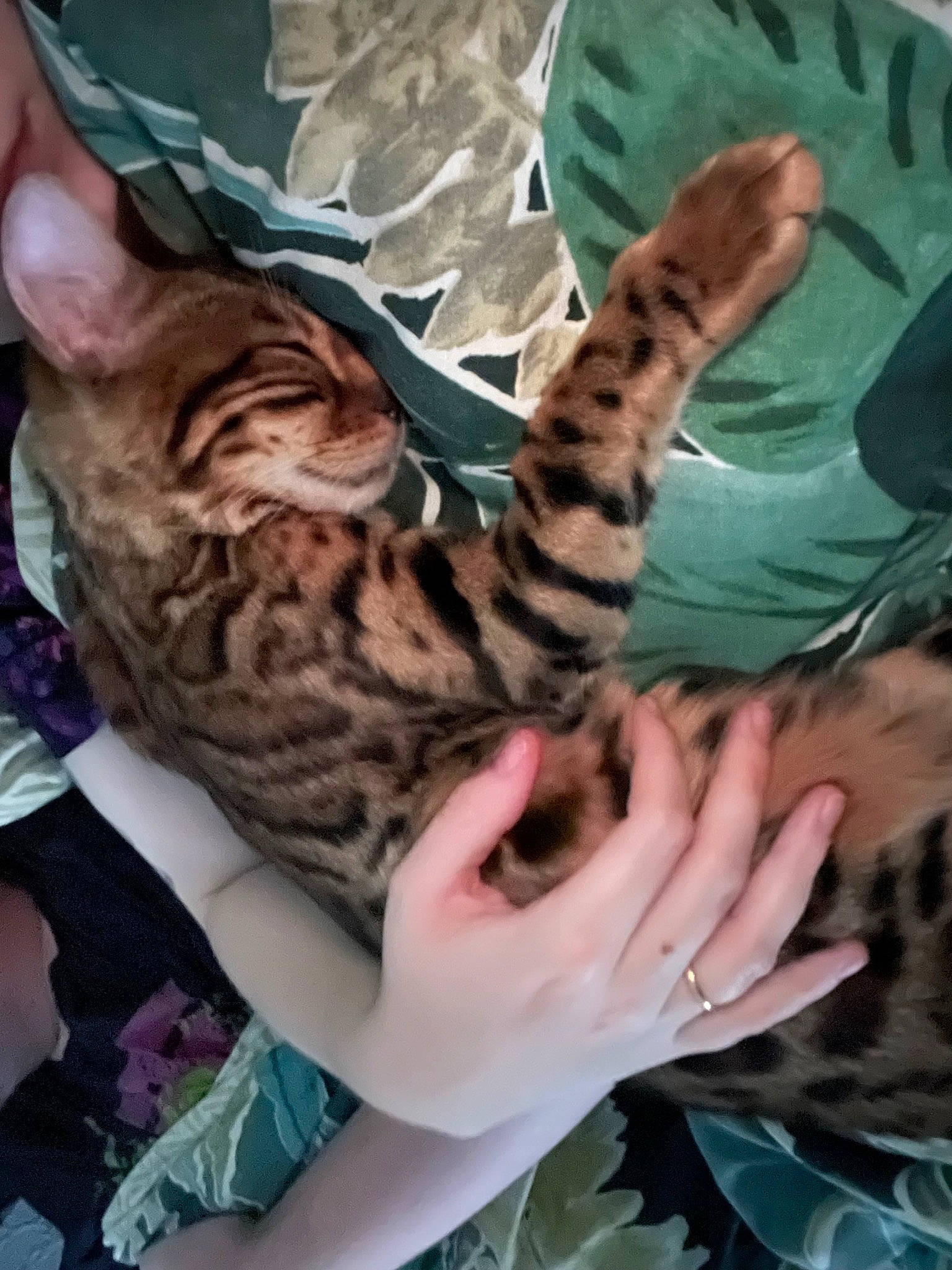 Orion joined the competition — help win amazing prizes! bengal_tiger, big_cats, carnivore, cat, claw, comfort, fawn, felidae, finger, fur, gesture, hand, nail, pattern, small_to_medium_sized_cats, terrestrial_animal, thumb, whiskers, wildlife, wrist