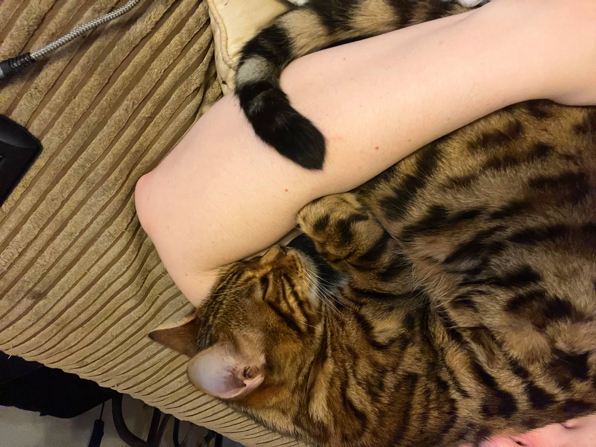 Orion is registered to the contest to win money with this photo: big_cats, carnivore, cat, comfort, domestic_short_haired_cat, elbow, fawn, felidae, fur, human_leg, knee, pattern, small_to_medium_sized_cats, tattoo, temporary_tattoo, terrestrial_animal, thigh, whiskers, wood, wrist