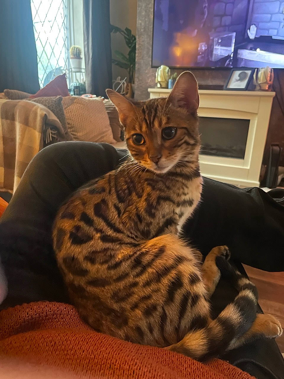 Orion joined the competition — help win amazing prizes! carnivore, cat, comfort, curtain, domestic_short_haired_cat, eye, felidae, fur, home_appliance, lamp, picture_frame, room, sitting, small_to_medium_sized_cats, snout, television, terrestrial_animal, whiskers, wildlife, window