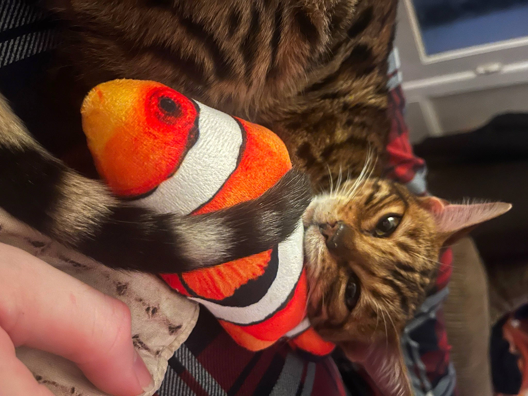 Orion joined the competition — help win amazing prizes! audio_equipment, carmine, carnivore, cat, claw, comfort, domestic_short_haired_cat, felidae, finger, fur, human_leg, mammal, nail, personal_protective_equipment, small_to_medium_sized_cats, snout, stuffed_toy, sunglasses, tail, whiskers