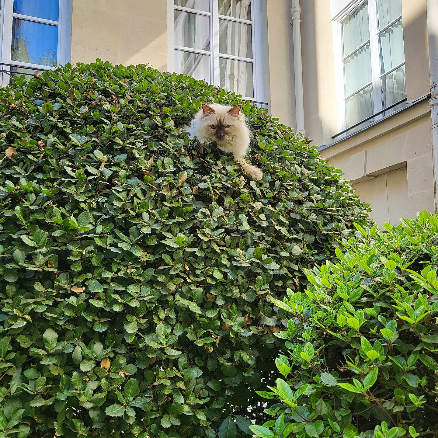 Gavroche a rejoint le concours — aidez-le/la à gagner de superbes lots ! animal, canine, cat, dog, fence, flower, garden, hedge, herbal, herbs, ivy, leaf, nature, outdoors, pet, plant, tree, vegetation, vine, window