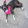 animal, brown_coat, canine, casual, concrete_floor, dog, ears, footwear, leash, looking_up, outdoor, paws, person_feet, pet, pink_harness, relaxed, resting, sidewalk, tail, white_paws