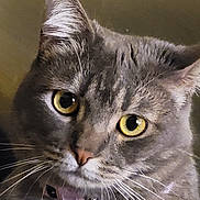 Matilda joined the competition — help win amazing prizes! cat, gray_tabby, close_up, yellow_eyes, whiskers, collar, pet, feline, animal, domestic_cat, portrait, indoor, fur, face, looking, cute, ears, nose, tag, soft_lighting