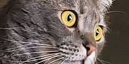 Matilda is registered to the contest to win money with this photo: cat, gray_tabby, close_up, yellow_eyes, whiskers, collar, pet, feline, animal, indoor, curious, portrait, ears, fur, tag, domestic_cat, looking, side_view, cute, alert