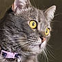 cat, gray_tabby, close_up, yellow_eyes, whiskers, collar, pet, feline, animal, indoor, curious, portrait, ears, fur, tag, domestic_cat, looking, side_view, cute, alert