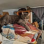 Matilda is registered to the contest to win money with this photo: cat, indoor, blanket, furniture, wooden_cabinet, curtains, window, box, clutter, pet, gray_cat, tabby_cat, stacked_items, domestic, curious, resting, pile, household, room, cozy