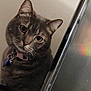 Matilda joined the competition — help win amazing prizes! cat, pet, indoor, curious, feline, collar, tag, striped, gray, brown, whiskers, ears, face, portrait, cute, animal, looking, closeup, head_tilt, domestic