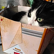 Finette participe au concours pour gagner de l'argent avec cette photo : cat, black_and_white, box, cardboard, green_eyes, pet, animal, indoor, cozy, curious, close_up, whiskers, feline, resting, household, container, cute, domestic_cat, fur, tabby