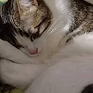 Marley participe au concours pour gagner de l'argent avec cette photo : cat, sleeping, close_up, fur, whiskers, pet, domestic_animal, cozy, relaxation, indoor, cute, mammal, animal, tabby, white_fur, rest, nap, soft, blanket, peaceful