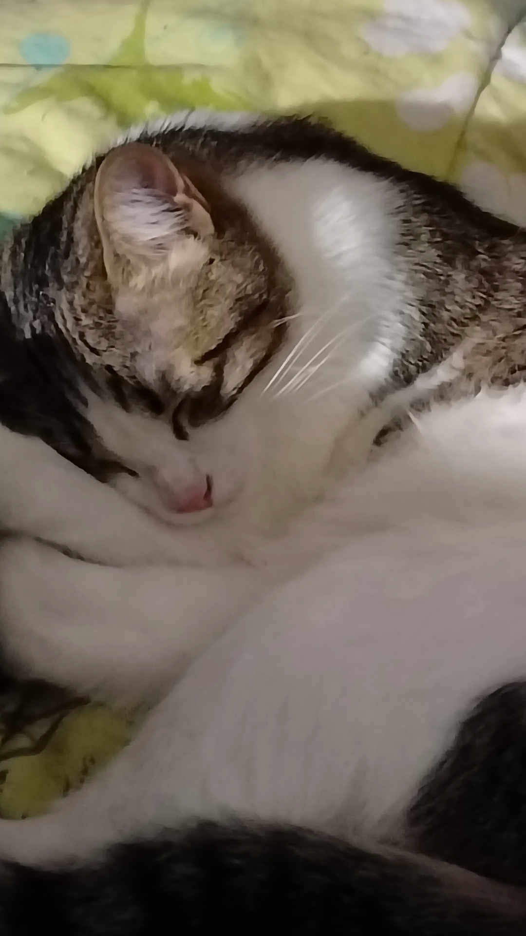 Marley participe au concours pour gagner de l'argent avec cette photo : cat, sleeping, close_up, fur, whiskers, pet, domestic_animal, cozy, relaxation, indoor, cute, mammal, animal, tabby, white_fur, rest, nap, soft, blanket, peaceful