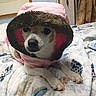 bed, blanket, chihuahua, clothing, cozy, cute, dog, eyes, fur_trim, hood, indoor, nose, patterned_blanket, paw, pet, pink_jacket, portrait, resting, small_dog, snout
