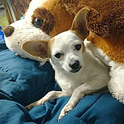 Angel joined the competition — help win amazing prizes! bedroom, blanket, brown_fur, chihuahua, comforter, cozy, dog, ears, indoors, looking_at_camera, paws, pet, pillow, plush_toy, resting, small_dog, snout, stuffed_animal, toy, white_fur