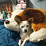 Angel is registered to the contest to win money with this photo: bed, bedroom, blanket, blue_blanket, chihuahua, cozy, dog, ears, fur, indoor, painting, pet, pillow, plush_toy, relaxed, shelf, small_dog, snout, stuffed_animal, water_bottle