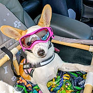 Angel joined the competition — help win amazing prizes! adventure, animal, blanket, car_seat, colorful_blanket, comfort, cute, dog, ears, fur, goggles, harness, inside_car, leash, pet, pink_goggles, resting, seat, service_dog, vehicle