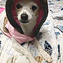 animal, bedroom, blanket, brown_spots, cozy, cute, dog, domestic_animal, fur, hood, indoor, looking_at_camera, lying_down, patterned_blanket, paws, pet, pink_jacket, small_dog, warm_clothing, white_fur