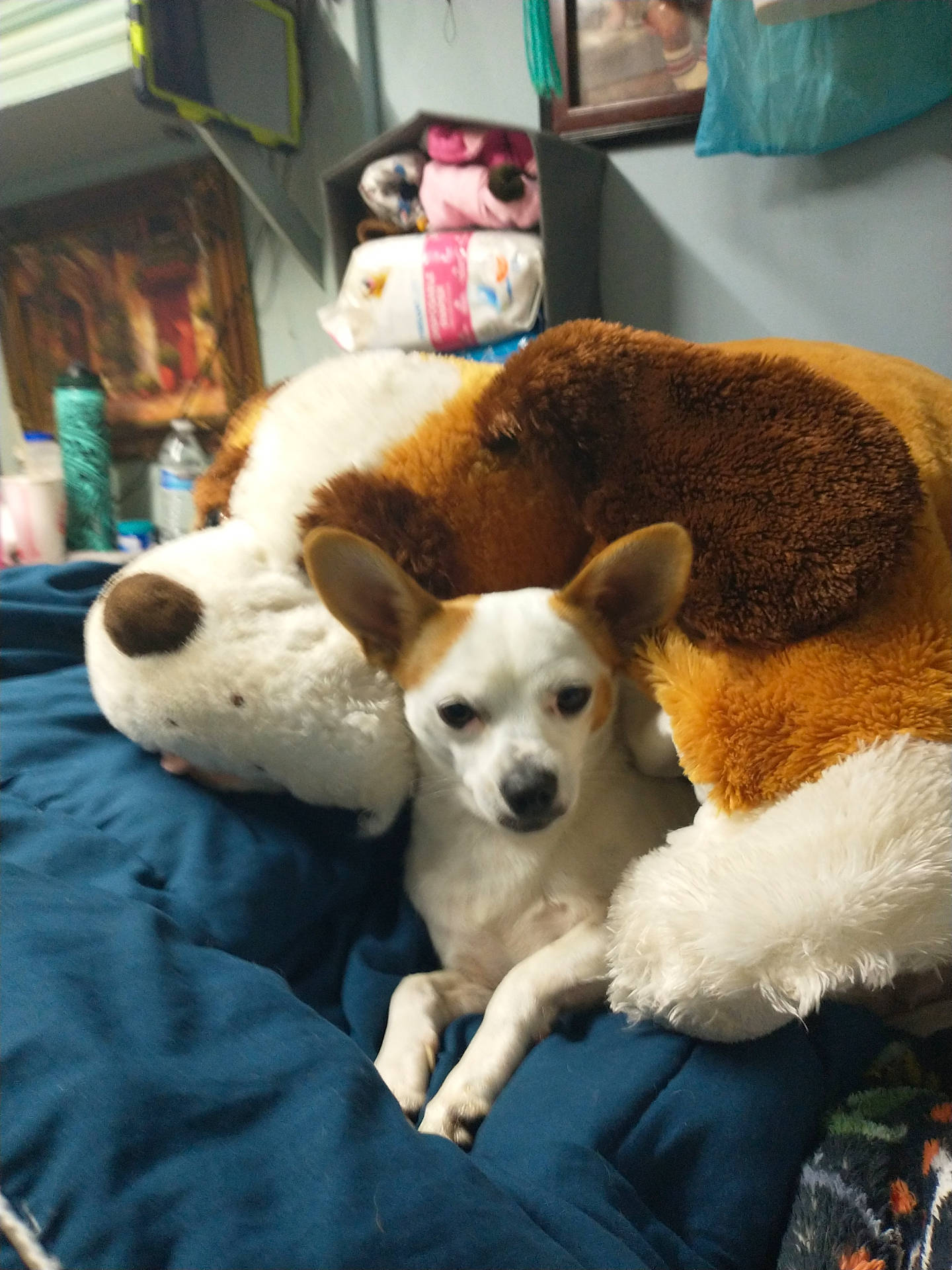 Angel joined the competition — help win amazing prizes! bed, bedroom, blanket, blue_blanket, chihuahua, cozy, dog, ears, fur, indoor, painting, pet, pillow, plush_toy, relaxed, shelf, small_dog, snout, stuffed_animal, water_bottle