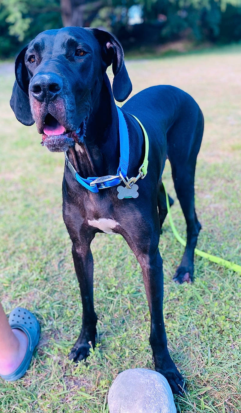 Woodrow is registered to the contest to win money with this photo: blue, canidae, carnivore, collar, companion_dog, dog, dog_breed, dog_collar, dog_supply, electric_blue, fawn, grass, great_dane, gun_dog, leash, liver, pet_supply, sporting_group, working_animal, working_dog