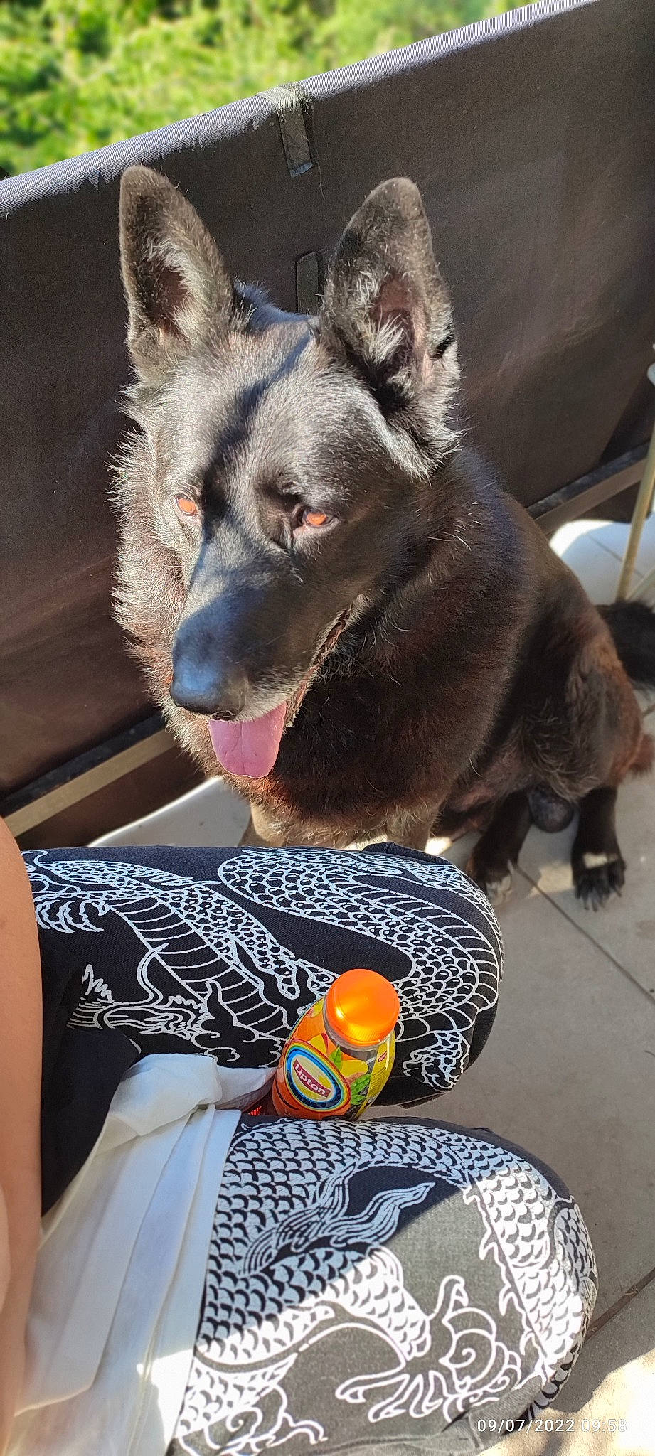 Roy a rejoint le concours — aidez-le/la à gagner de superbes lots ! canidae, canis, carnivore, collar, companion_dog, dog, dog_breed, dog_supply, fawn, felidae, fur, party_hat, small_to_medium_sized_cats, snout, sporting_group, t_shirt, terrestrial_animal, whiskers, working_animal, working_dog