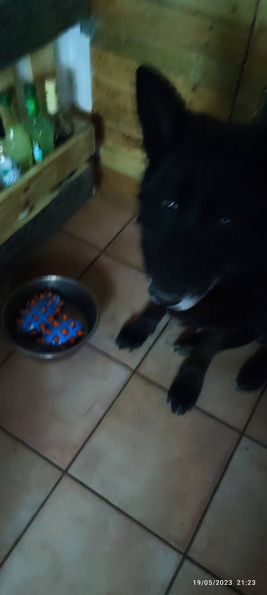 Roy a rejoint le concours — aidez-le/la à gagner de superbes lots ! bottle, canidae, carnivore, circle, companion_dog, dog, dog_breed, electric_blue, floor, flooring, fur, gas, glass, non_sporting_group, pet_supply, sporting_group, tail, tile_flooring, whiskers, working_animal