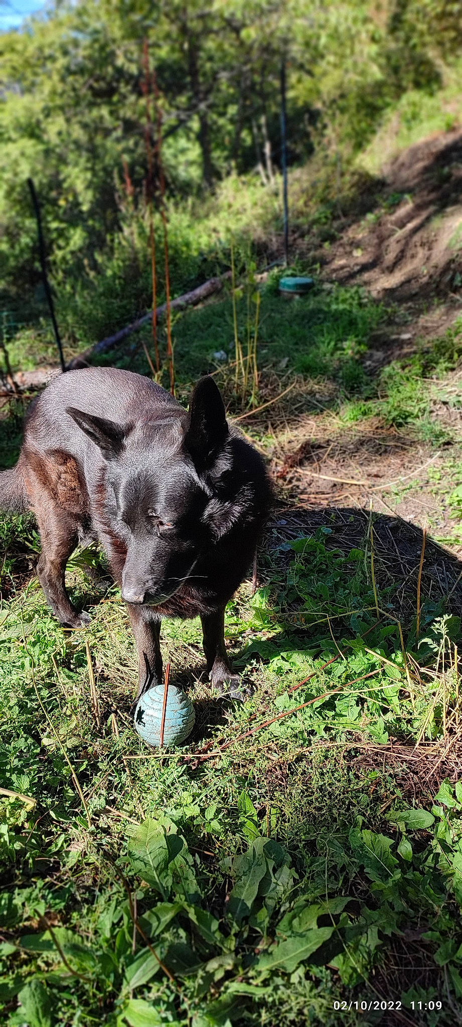 Roy a rejoint le concours — aidez-le/la à gagner de superbes lots ! carnivore, companion_dog, dog, dog_breed, grass, groundcover, livestock, non_sporting_group, plant, soil, suidae, terrestrial_animal, terrestrial_plant, tree, working_animal
