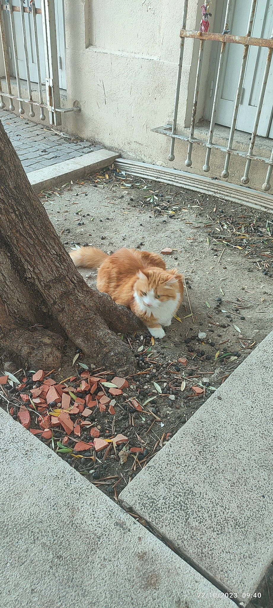 Figaro a rejoint le concours — aidez-le/la à gagner de superbes lots ! asphalt, carnivore, cat, concrete, domestic_short_haired_cat, fawn, felidae, flooring, fur, grass, plant, road, road_surface, sidewalk, sitting, small_to_medium_sized_cats, tail, trunk, whiskers, wood