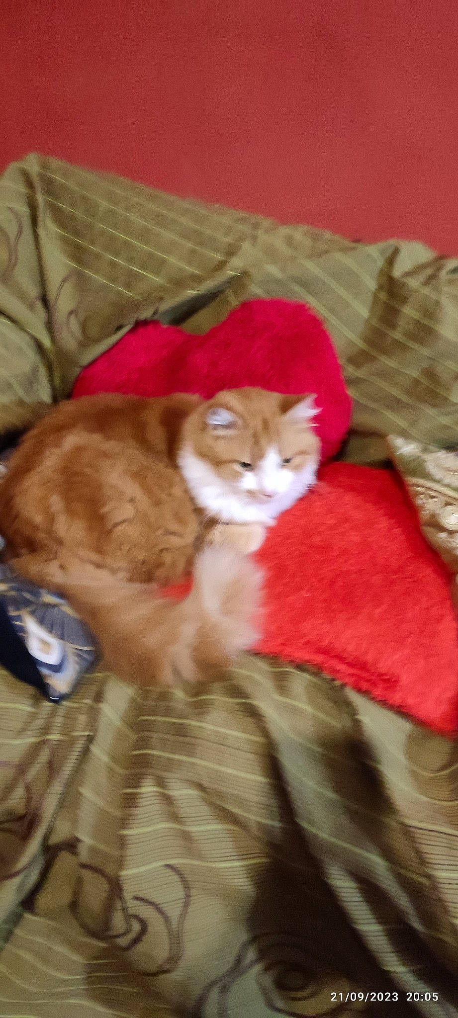 Figaro a rejoint le concours — aidez-le/la à gagner de superbes lots ! carnivore, cat, comfort, couch, domestic_short_haired_cat, fawn, felidae, fur, linens, paw, peach, small_to_medium_sized_cats, tail, whiskers, wood