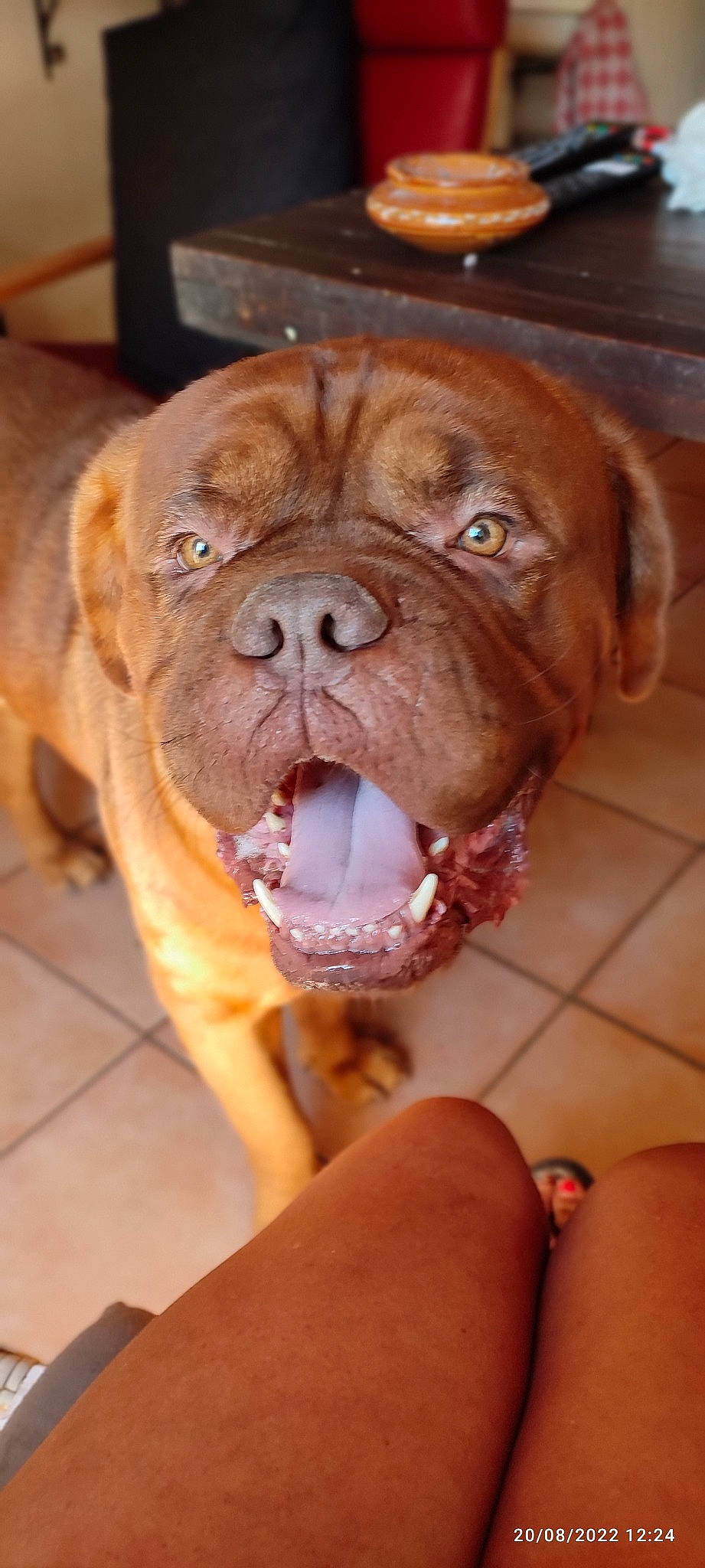 Pietro a rejoint le concours — aidez-le/la à gagner de superbes lots ! canidae, carnivore, collar, companion_dog, dog, dog_breed, dog_collar, fawn, flesh, flooring, liver, molosser, non_sporting_group, old_english_bulldog, plant, snout, sporting_group, working_animal, working_dog, wrinkle