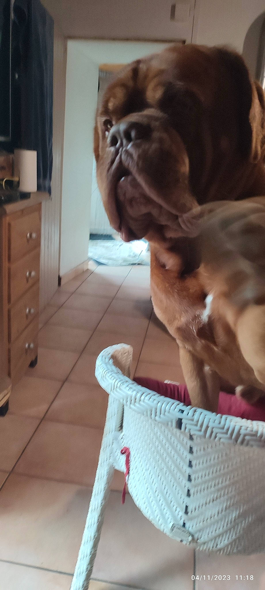 Pietro a rejoint le concours — aidez-le/la à gagner de superbes lots ! basket, cabinetry, carnivore, chest, chest_of_drawers, companion_dog, cupboard, dog, dog_breed, drawer, dresser, fawn, flooring, hardwood, liver, pet_supply, snout, wood, working_animal, wrinkle