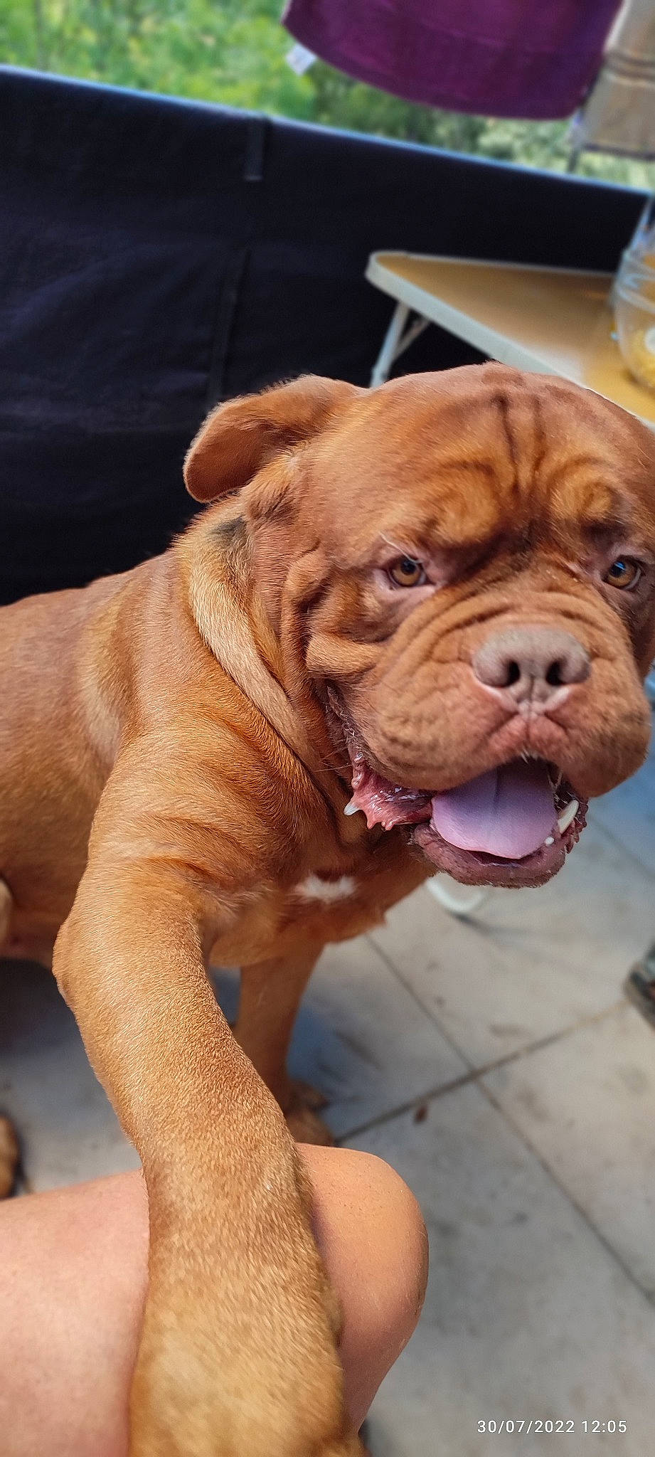 Pietro a rejoint le concours — aidez-le/la à gagner de superbes lots ! bulldog, canidae, carnivore, collar, companion_dog, dog, dog_breed, dog_collar, fawn, flooring, fur, liver, molosser, saucer, shar_pei, snout, sporting_group, working_animal, working_dog, wrinkle