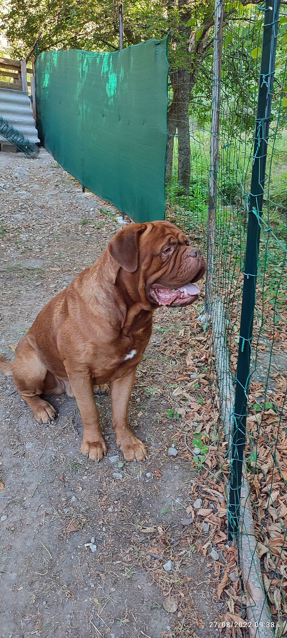 Pietro a rejoint le concours — aidez-le/la à gagner de superbes lots ! carnivore, companion_dog, dog, dog_breed, fawn, fence, grass, liver, ori_pei, plant, shar_pei, snout, sporting_group, tail, terrestrial_animal, tree, water, wood, working_animal, wrinkle