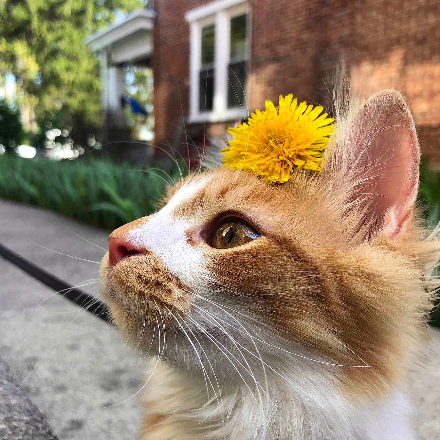 Merida joined the competition — help win amazing prizes! aegean_cat, american_curl, carnivore, cat, close_up, domestic_long_haired_cat, ear, eye, felidae, flower, fur, grass, kitten, plant, small_to_medium_sized_cats, snapshot, snout, tabby_cat, turkish_van, whiskers