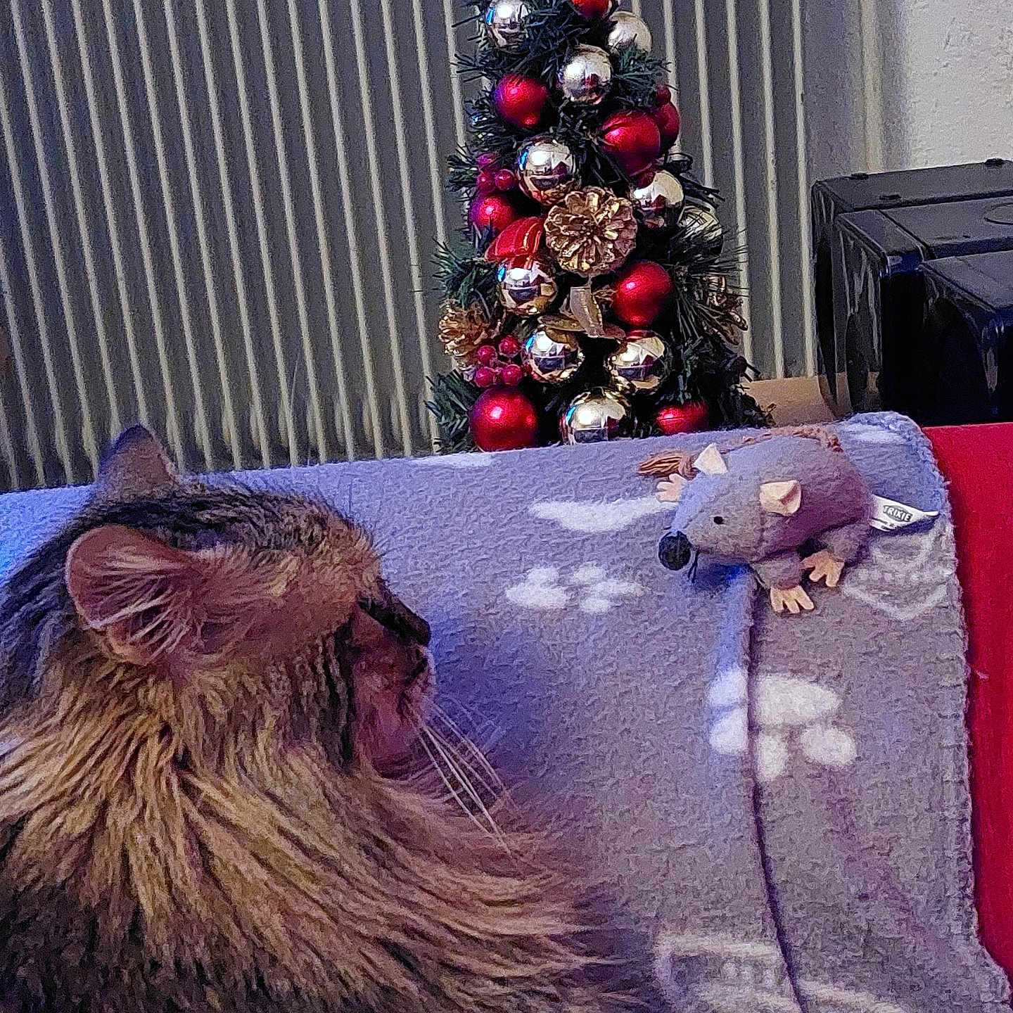 Fripouille a rejoint le concours — aidez-le/la à gagner de superbes lots ! accessories, animal, architecture, building, cat, christmas, christmasdecorations, christmastree, couch, festival, furniture, indoors, livingroom, pet, plant, pottedplant, room, teddybear, toy, tree