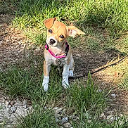 Kneena is registered to the contest to win money with this photo: animal, brown, collar, curious, cute, dog, ears, grass, ground, head_tilt, leash, nature, outdoor, pet, portrait, puppy, small, sunlight, white, young