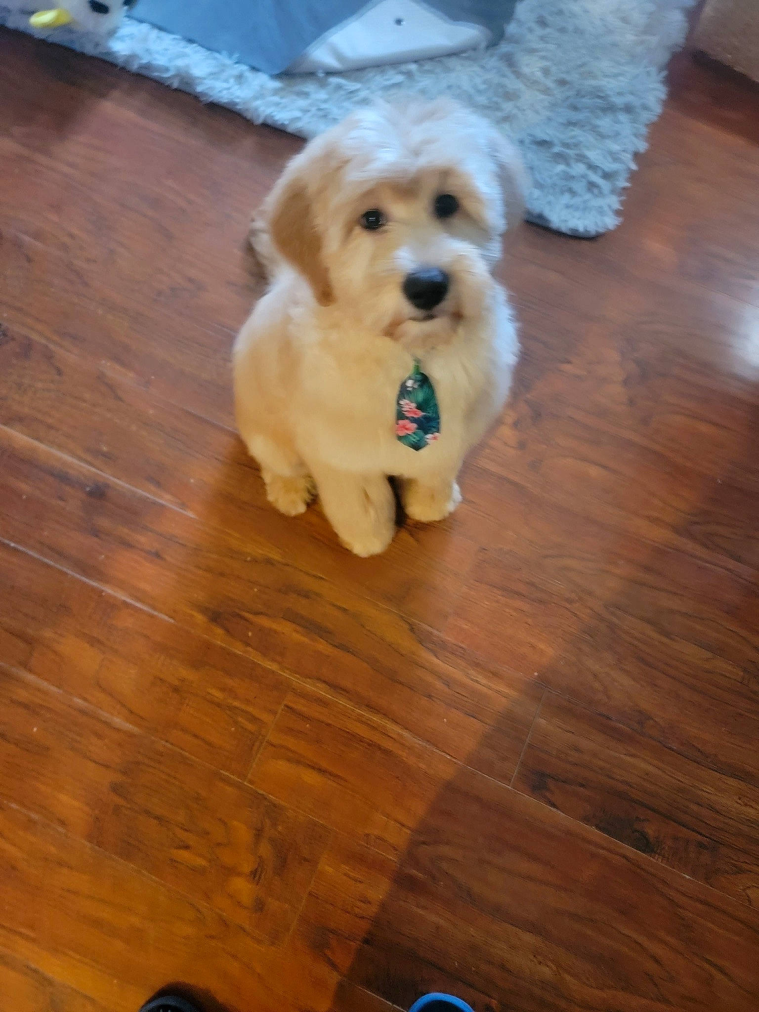 Bodi joined the competition — help win amazing prizes! carnivore, companion_dog, dog, dog_breed, fawn, floor, flooring, fur, hardwood, laminate_flooring, paw, plank, plywood, terrier, toy_dog, varnish, wood, wood_flooring, wood_stain, working_animal