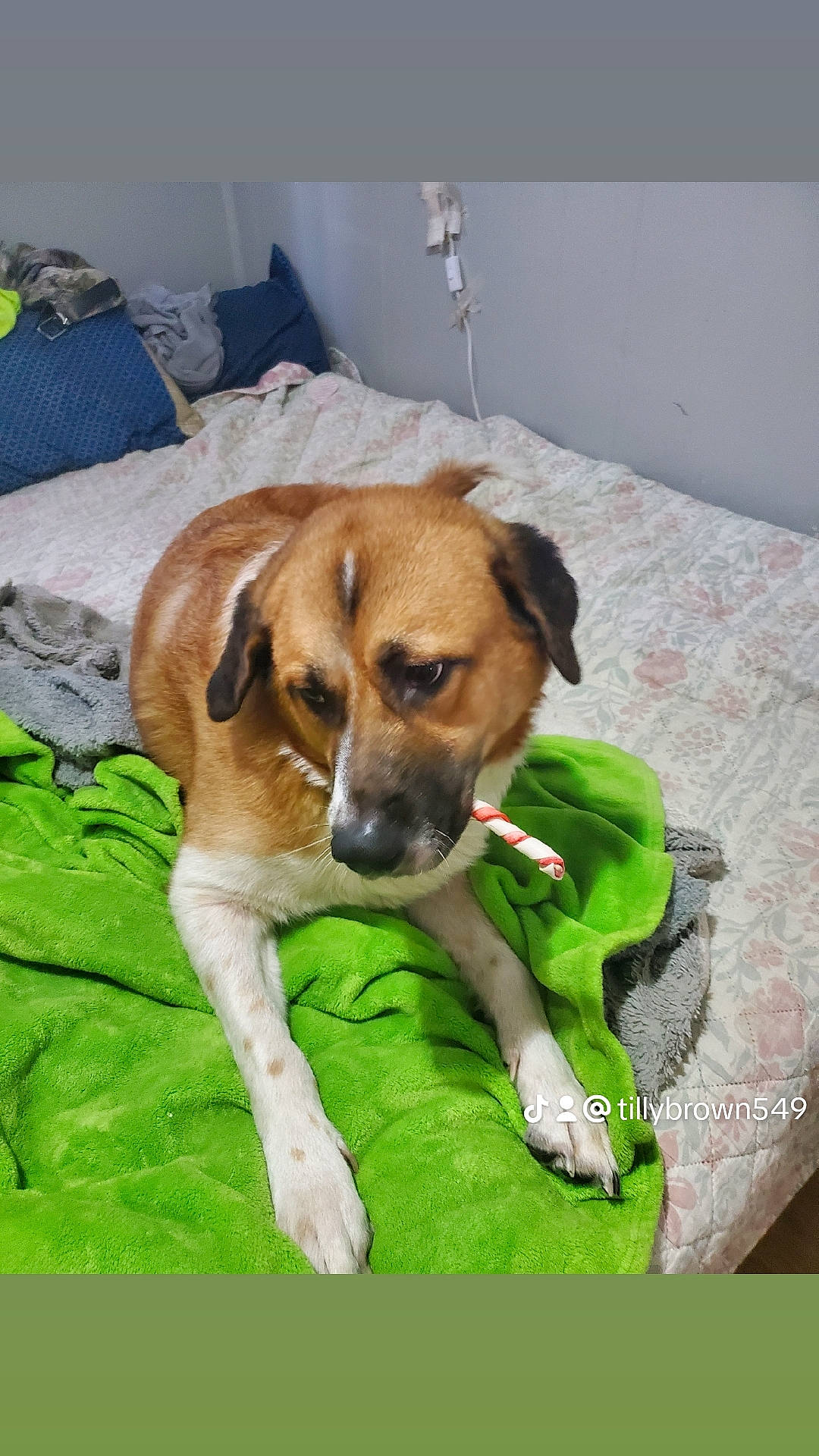 Tankgoku joined the competition — help win amazing prizes! bored, canidae, carnivore, comfort, companion_dog, dog, dog_breed, fawn, linens, paw, scent_hound, snout, sporting_group, terrestrial_animal, whiskers