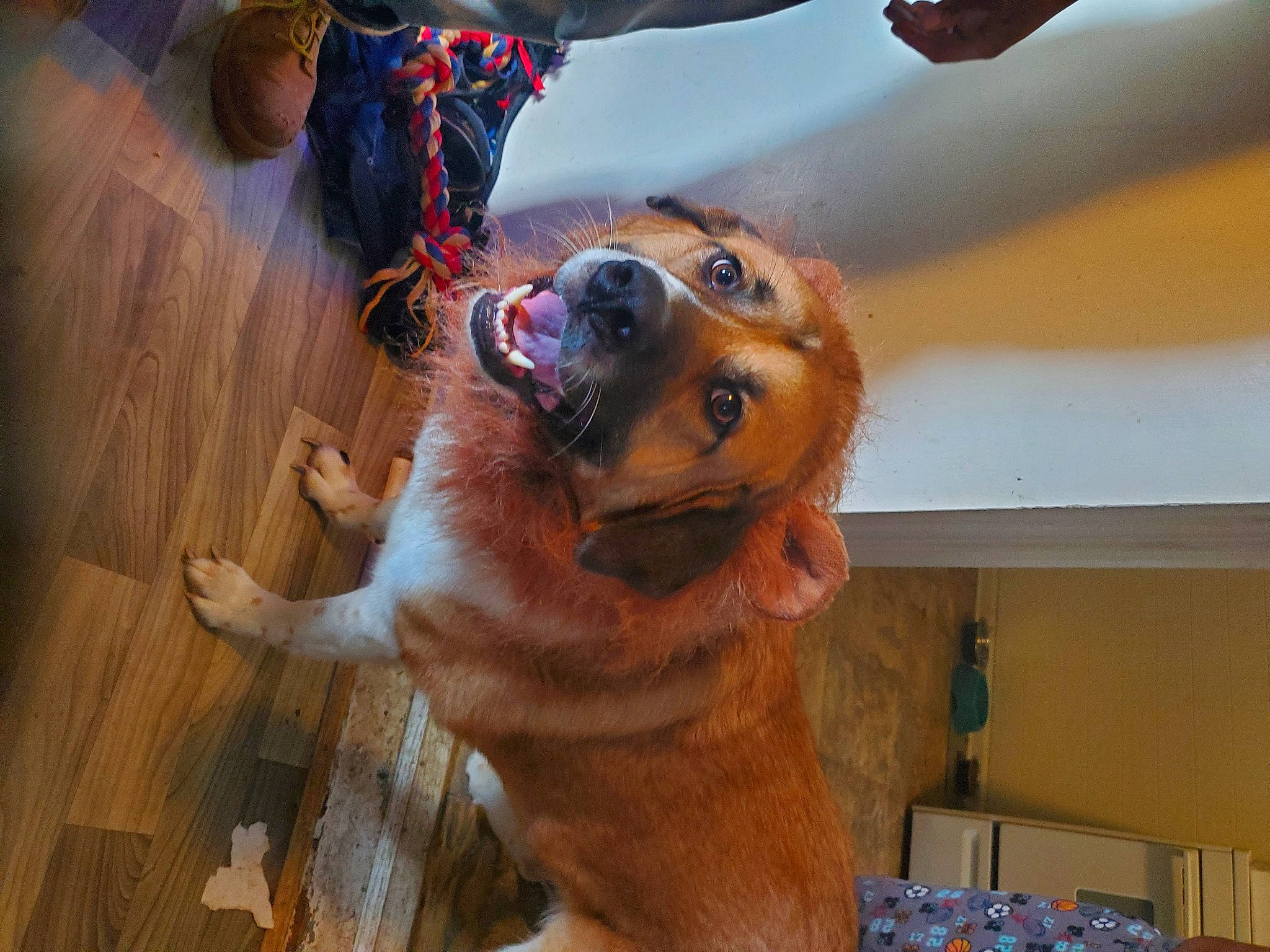 Tankgoku is registered to the contest to win money with this photo: carnivore, collar, companion_dog, dog, dog_breed, fawn, flooring, fur, guard_dog, happy, hardwood, leash, paw, smile, snout, sunglasses, whiskers, wood, working_animal, working_dog