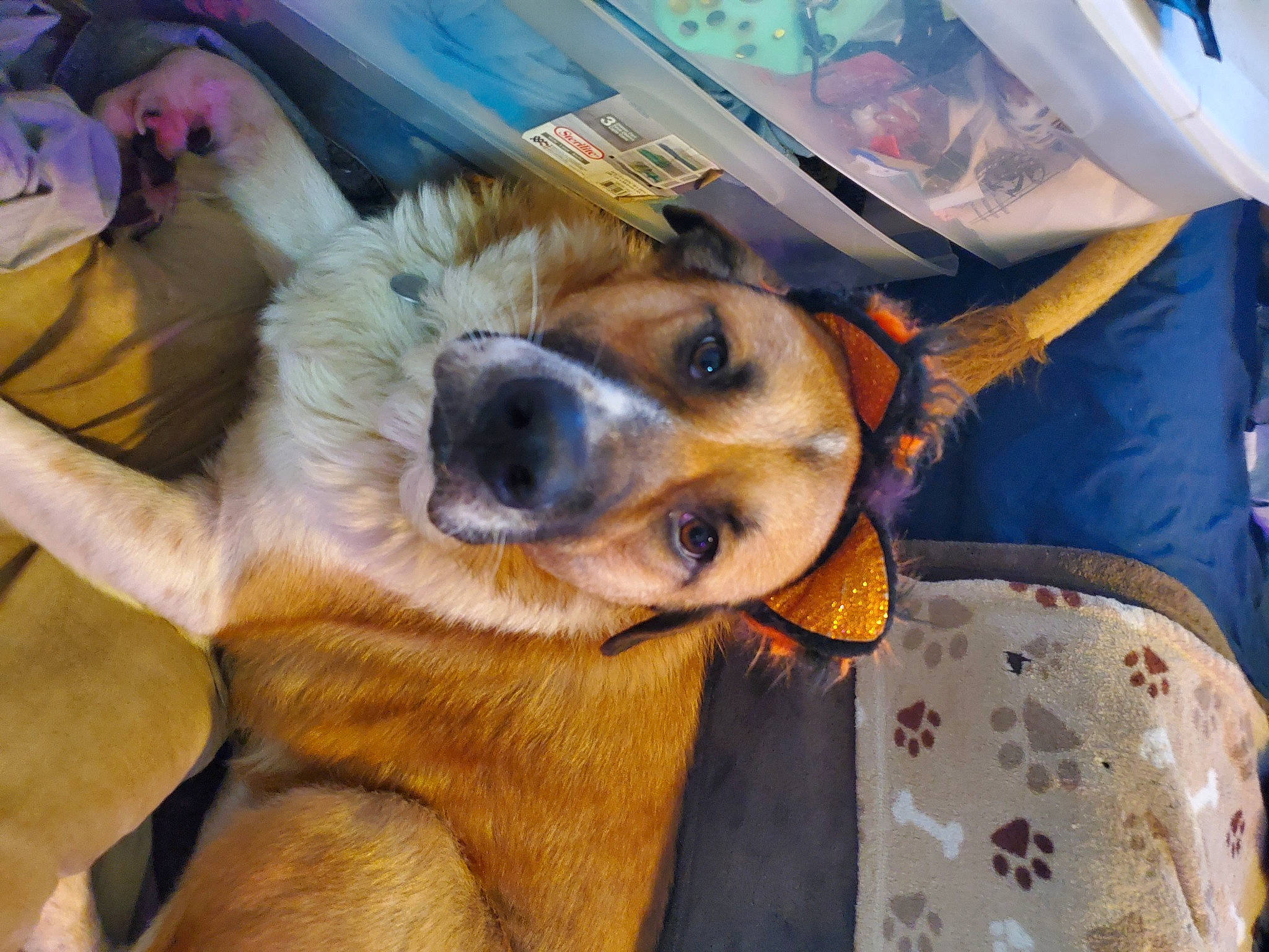 Tankgoku joined the competition — help win amazing prizes! canidae, carnivore, collar, comfort, companion_dog, dog, dog_breed, ear, fawn, fur, giant_dog_breed, mammal, paw, snout, sporting_group, street_dog, vertebrate, whiskers, working_animal, working_dog